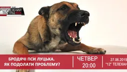 Бродячі пси Луцька. Як подолати проблему?