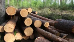 На Волині незаконно вирубали дерев на понад 6 млн грн