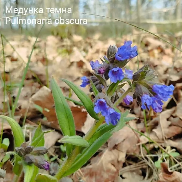 Квіти, що замінюють морфін і лікують алкоголізм: що зараз цвіте на Волині (фото)