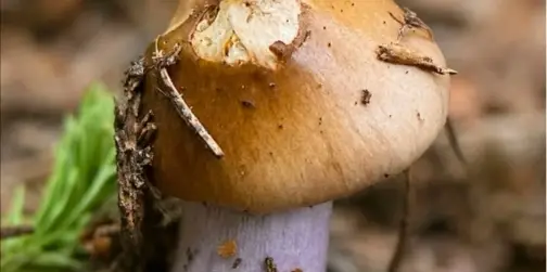 У лісі знайшли один із найзагадковіших грибів у світі (фото)