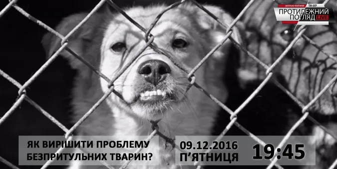 Як вирішити проблему безпритульних тварин у Луцьку?