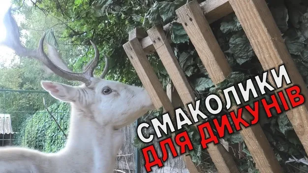 Лісівники заготовлюють «десерти» для тварин Луцького зоопарку (відео)
