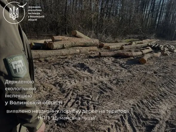 У нацпарку на Волині вирубали дерев на понад 5 млн грн