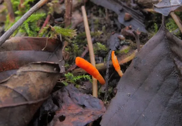 У лісі на Волині знайшли рідкісний гриб, яким лікують порушення пам'яті (фото)