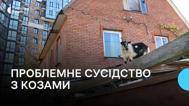Лучани скаржаться на сім'ю пенсіонерів, які розвели кіз, щурів та безлад на своєму господарстві (відео)