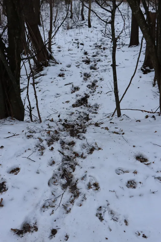 На Волині порахували зубрів і зубренят (фото)