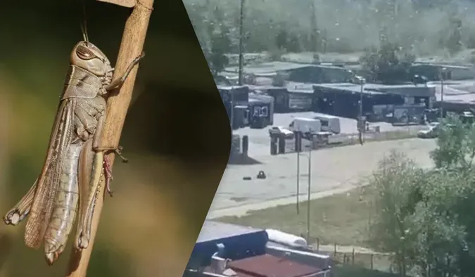 Може зрости у 400 разів: біолог розповів про причини нашестя сарани в Україні