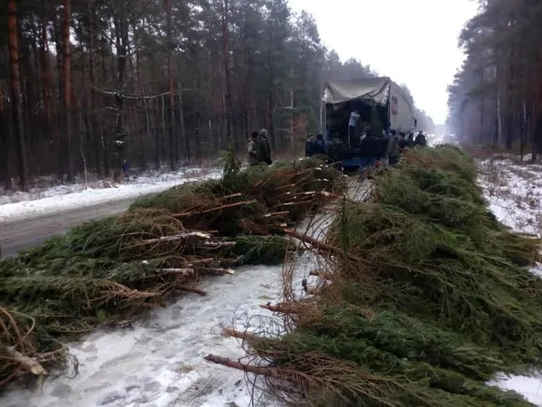 На Волині затримали фуру з нелегальними ялинками