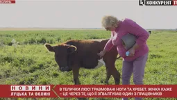 Секс з телятами біля Луцька. Ми поїхали у село і дізналися, що говорять люди (відео)