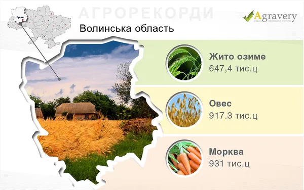 Волинь – лідер із вирощування моркви 