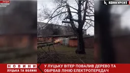 У Луцьку вітер повалив дерево на лінію електропередач (відео)