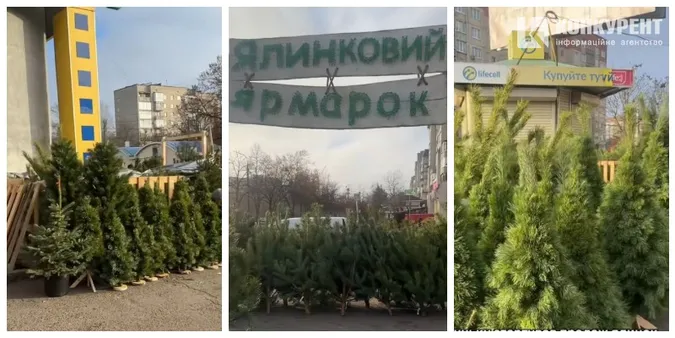 У Луцьку вже продають живі ялинки і сосни (ціни)