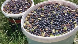 Скільки заробляють волиняни на чорницях