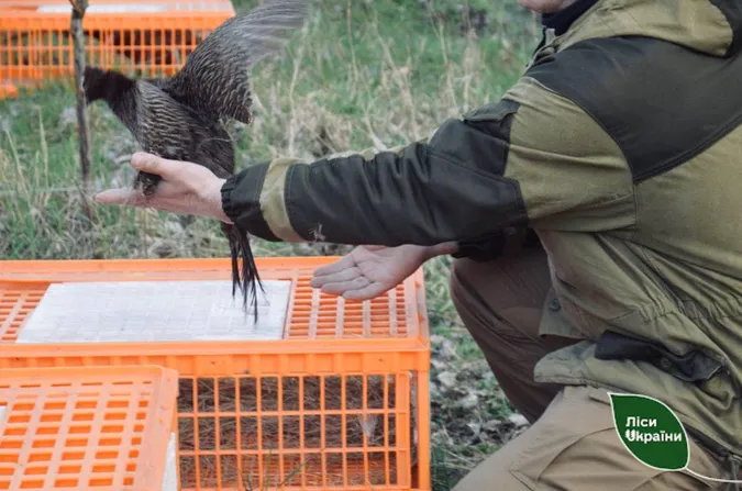 Пернате поповнення: 280 румунських фазанів випустили на волю у волинські ліси (фото)