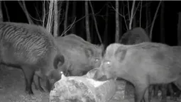 У лісі на Волині камери зафіксували вечерю диких кабанів (відео)