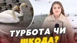 Добра справа може стати трагедією: луцькі лебеді – під загрозою (відео)