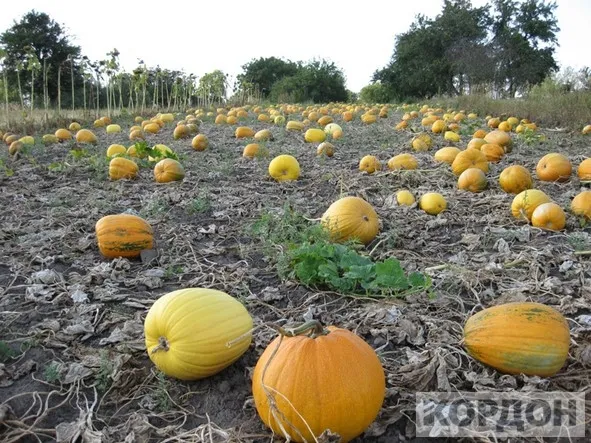 Як волиняни влаштували гарбузовий бізнес