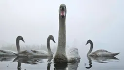 🦢 Волинянин показав заворожуючі світлини мешканців Теремнівських ставків (фото)