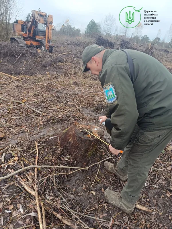 Замість лісу – самі пеньки: на Волині зрізали понад 6 тисяч дерев (фото)