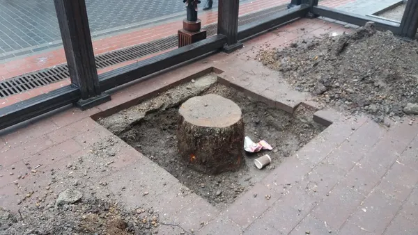 #Сім_сорок. НедоРИГАний Луцьк: дерева