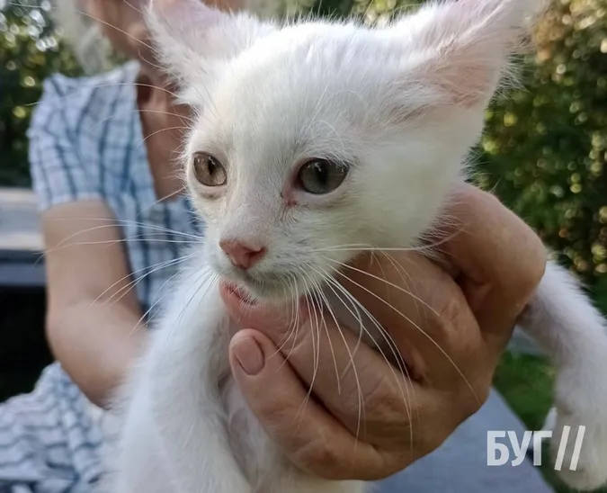 У Володимирі собака врятував від утоплення п'ятьох кошенят (фото)