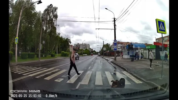 Безпритульні собаки погризли автівку лучанина (фото, відео)