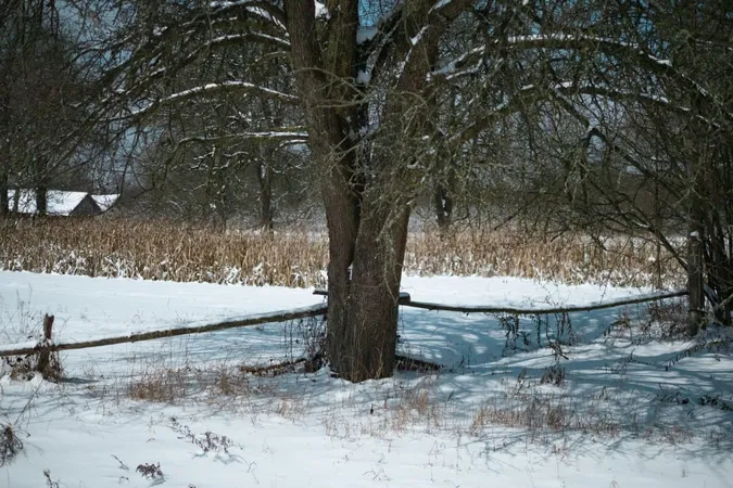 Як в дитинстві у бабусі: волинське село під покровом снігу (фото)