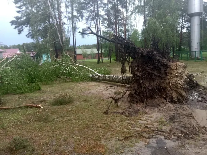 Вирвані з корінням дерева: на Світязі через буревій постраждав дитячий табір (відео)