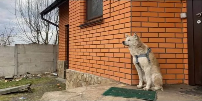 Макарівський Хатіко. Вже місяць вірний собака чекає на хазяйку, яку жорстоко вбили кадирівці (відео)
