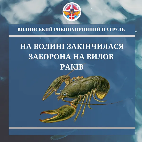 Волинянам дозволили ловити раків: коли, скільки і як