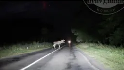 На трасу поблизу Маневичів вибіг величезний лось (відео)