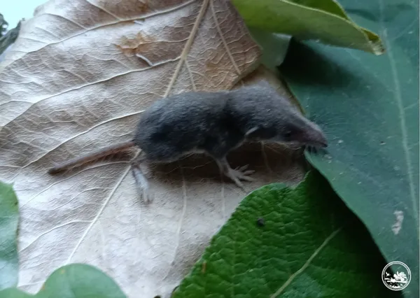 Білозубка мала (Crocidura suaveolens) важить усього від 3 до 8 грамів