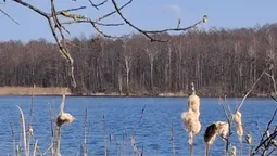 Показали неймовірні краєвиди мальовничого озера на Волині, у якому водиться багато риби