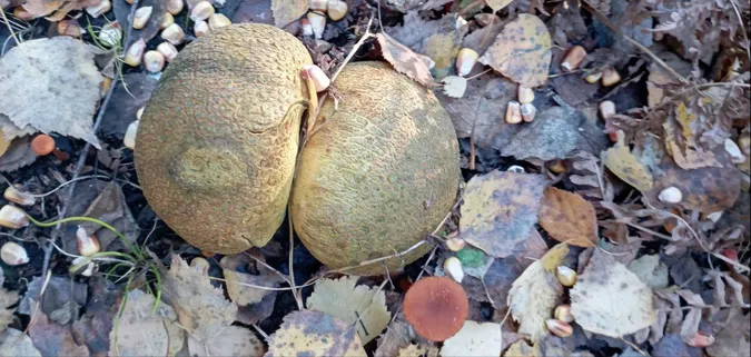 У лісах Волині з'явились гриби з лускою (фото)