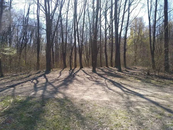 Патрульні Волині показали всіяний шприцами парк (ФОТО)