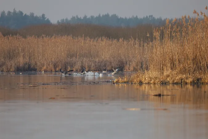 Весняна міграція: на Волині помітили рідкісних птахів (фото)