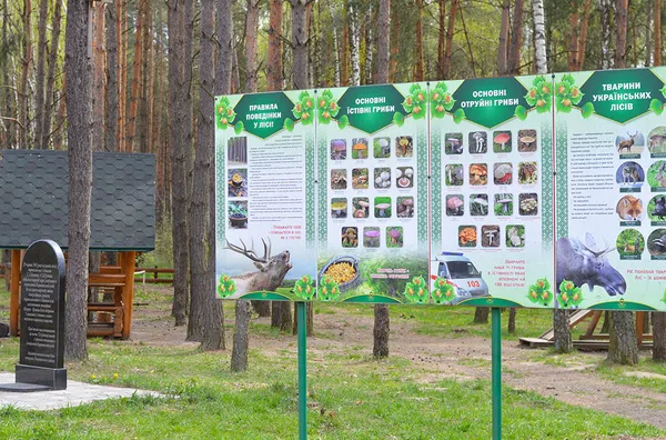 «Лісові» подарунки: як волинські села безкоштовно отримують «туристичні родзинки»
