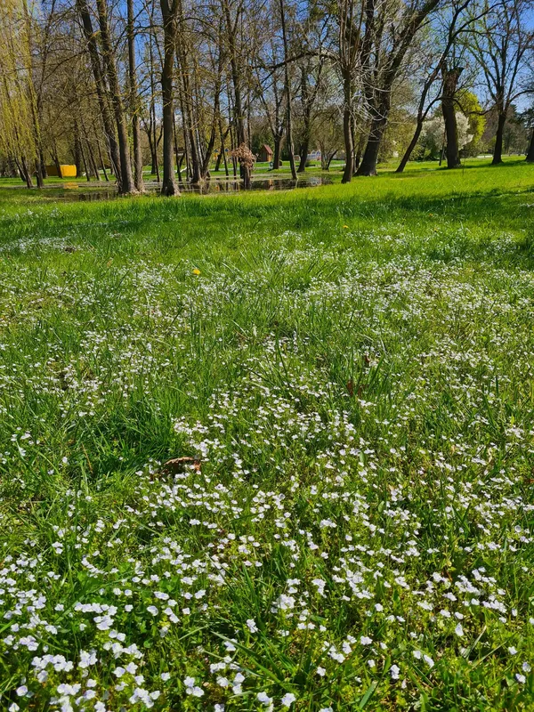 Весняний Луцьк: показали фото заквітчаного міста