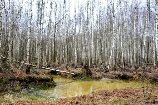 Волинські лісівники показали, як ведуть мисливське господарство (фото)