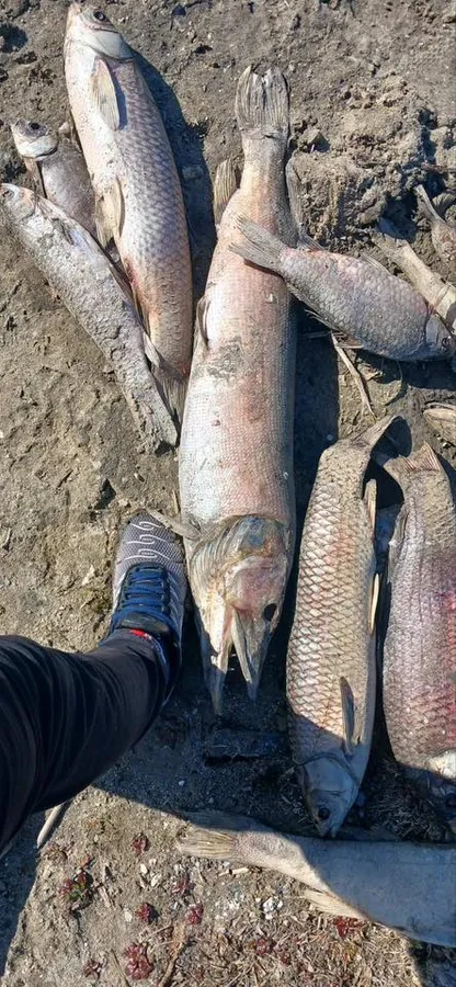 Крига скувала до самого дна: у ставку біля Луцька загинула вся риба (фото, відео)