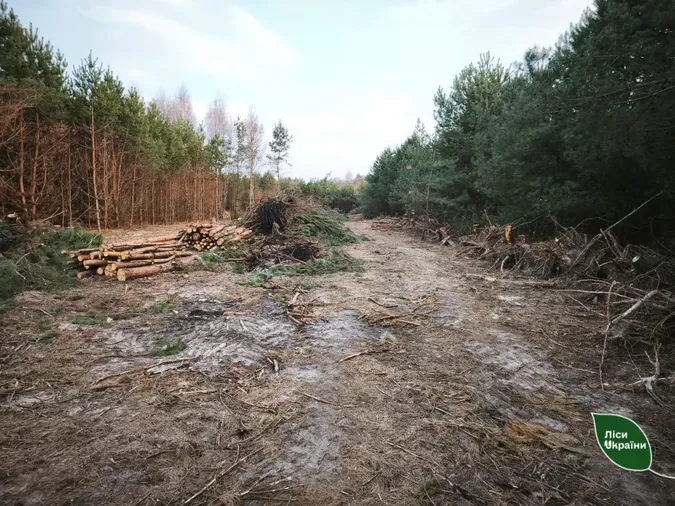 На Волині знищили молодий ліс через земельну колізію (фото)