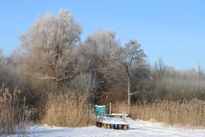 У нацпарку на Волині зима малює крижані квіти (фото)