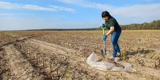 Личинки вже у ґрунті: на полях Волині знайшли небезпечних шкідників (фото)