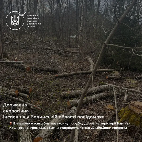 На Волині виявили масштабну вирубку лісу: збитки сягають понад 20 млн грн (фото)