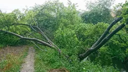У Луцьку неподалік центру розломилося дерево (фото)