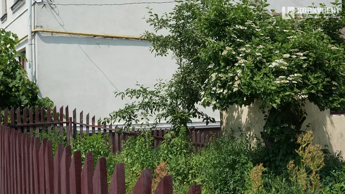 Літо на порозі: вулиця Братковського вабить тишею і квітами (фото)
