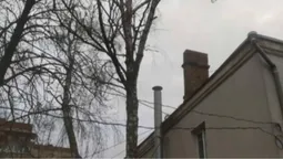 Ти, малий, скажи малому: як луцькі комунальники не можуть зрізати дерево