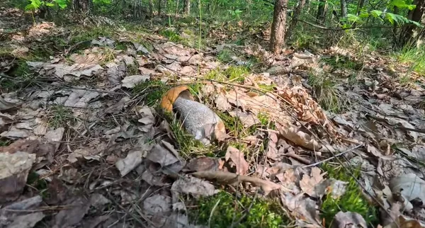 Рідкісна знахідка, молоді бабки і жменя лисичок: у волинському лісі помітили дещо незвичне (відео)