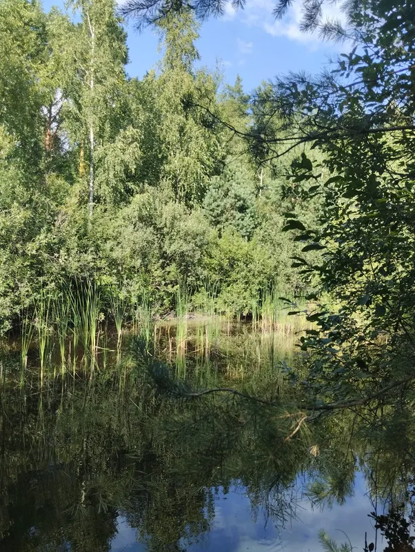 Причаїлось між дерев: показали невеличке лісове озеро в лісі під Луцьком (фото)