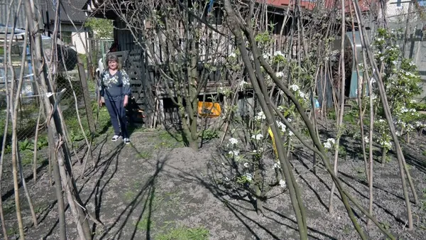 Колекціонерка городніх культур із Волині вирощує 74 сорти томатів (відео)